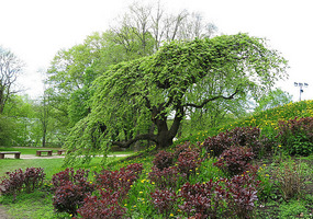 Love this tree