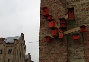 Bird nesting boxes in Spikeri area