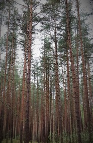 Pine forest around stones