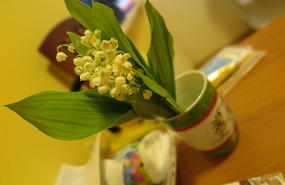 Lily of the Valley