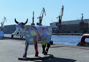 Cow in Ventspils