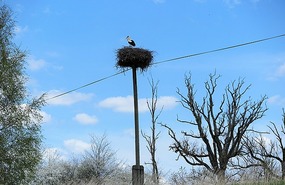 Storks are good luck for homes