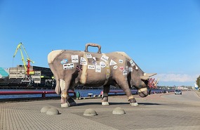 Travelling cow