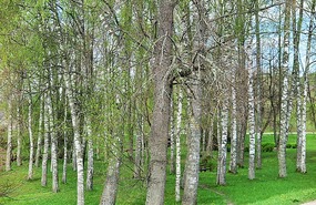 Gorgeous trees