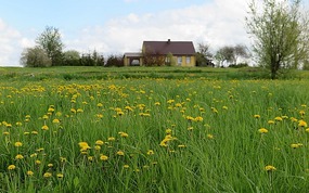 Dandelions EVERYWHERE