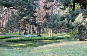 Pine trees in front of apartment
