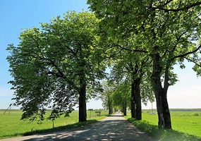 Lovely avenues of trees