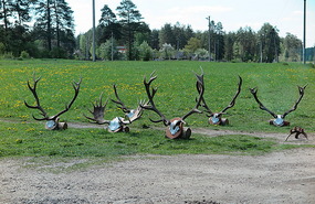 Antlers for sale
