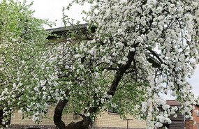 Blossom everywhere