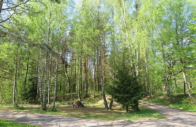 Southern Lithuanian forest