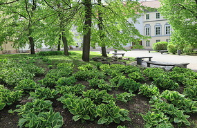 Lovely planting