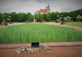 Wheat growing in a park?