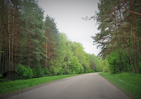 Driving through forest on way to Kedainiai