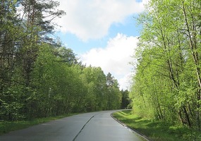 More forest