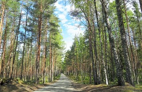 Endless fir trees