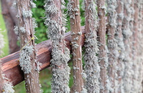 Fence lichen