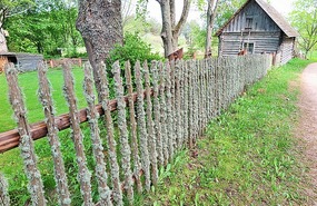 Lichen on fence
