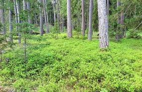 Forest so green