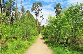Forest path at Kasmu