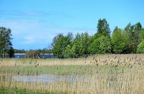 Reedy water