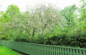 Apple tree in full bloom in Parnu