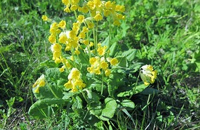 Cowslips in meadow