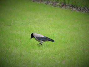Crow