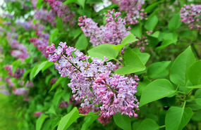 Lilac Blosssom - scent amazing