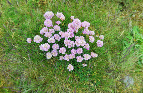Wildflowers, Skanor