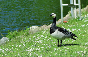 Barnacle goose