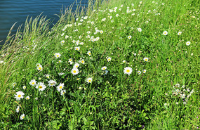 Daisies take over from dandelions