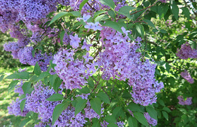 Gorgeous lilacs
