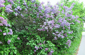 This lilac grows everywhere here in the south
