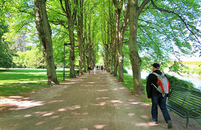 Lovely avenue of trees