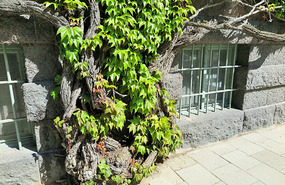 Vines must be very old