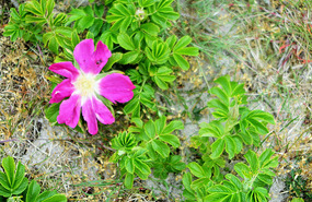 Wildflowers, Skanor