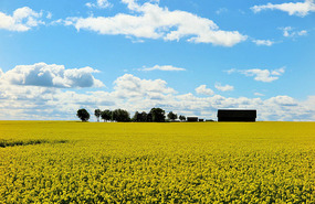 Fields of yellow