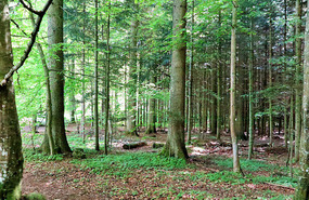 Lovely forest here