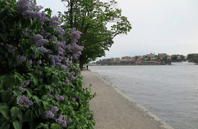 Walking by lilacs