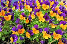 Colour