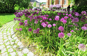 Purple sensation