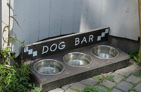 Dogs welcome everywhere here