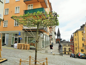For Shirley, you could do this with apple tree