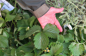 Such large strawberry leaves