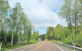 Pine forests
