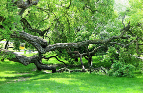 Botanic Gardens