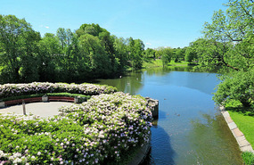 Flowers by the lake