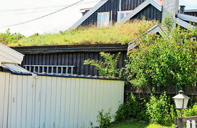 Turf roof