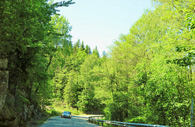 Woods on the way to Lillesand
