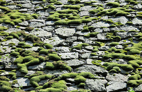 Mossy rocks